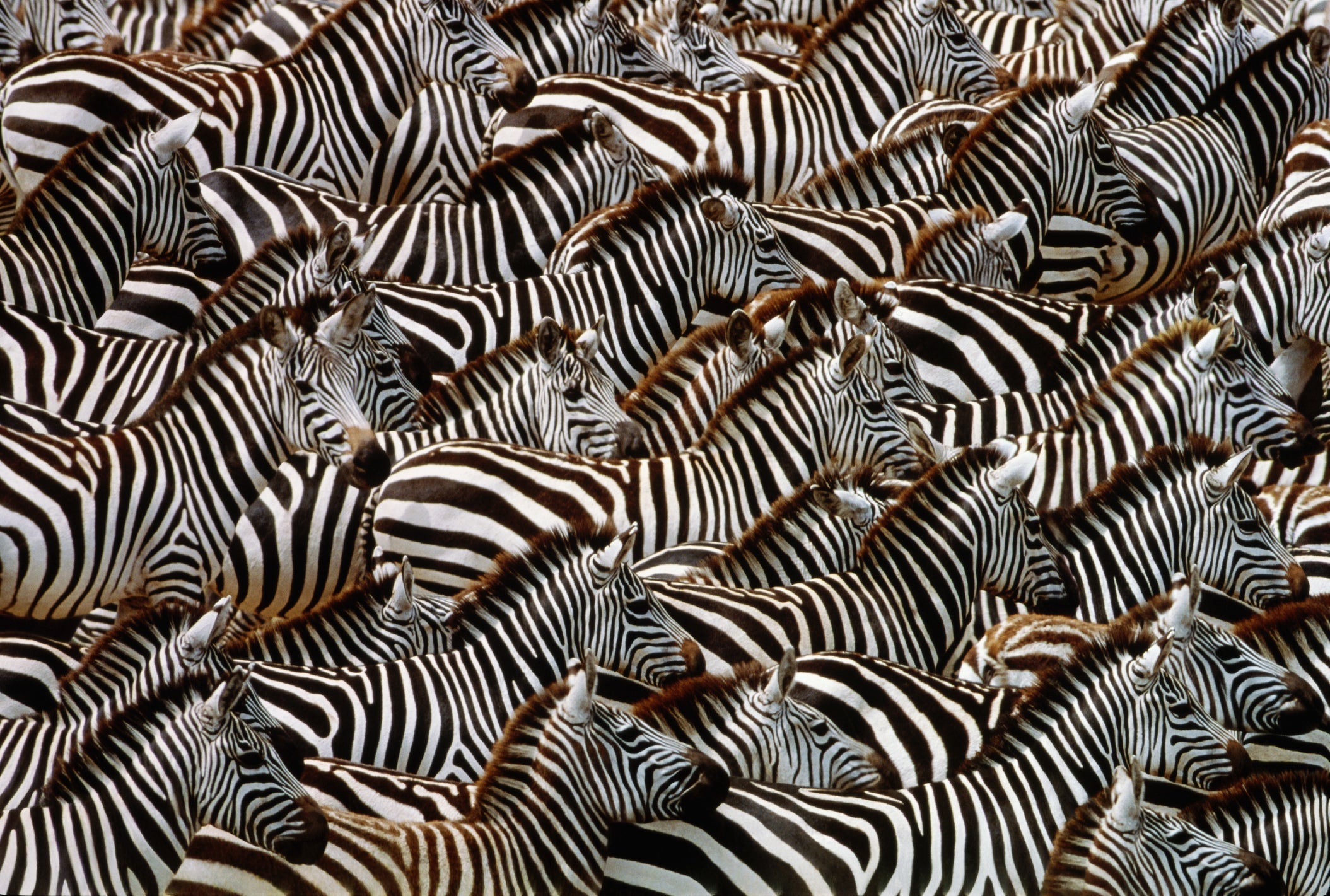 THE HERD